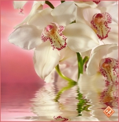 Розовая орхидея фотообои Тула глянц.6л(196*201)